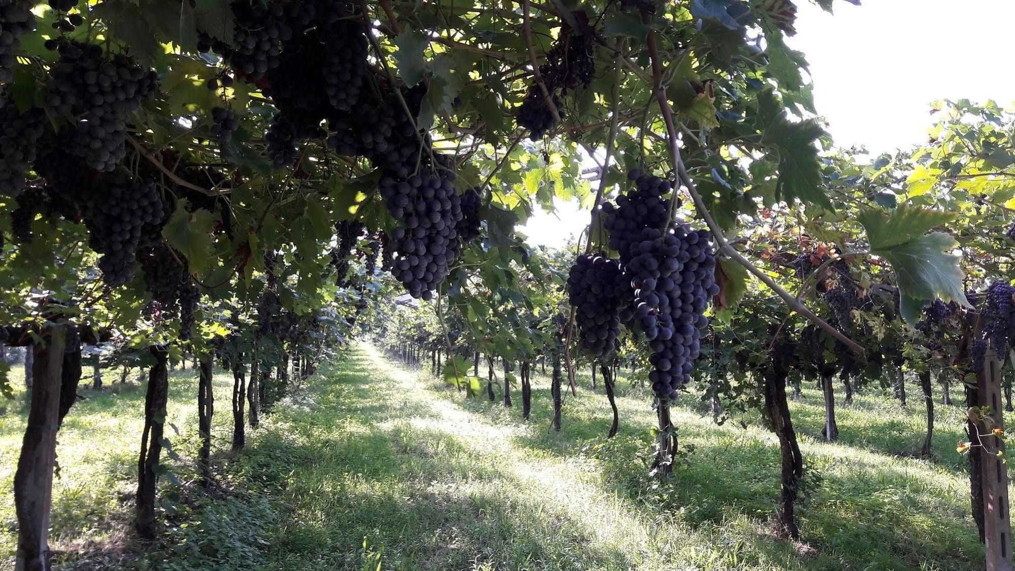 Agriturismo Camparella Pastrengo Eksteriør billede